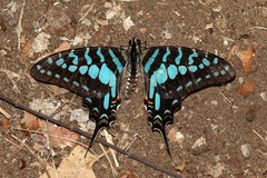 Graphium antheus