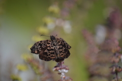 Cycloglypha thrasibulus