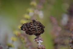 Cycloglypha thrasibulus