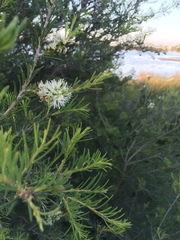 Melaleuca rhaphiophylla