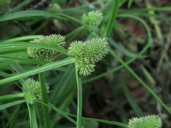 Cyperus hortensis
