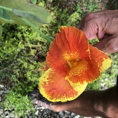 Canna generalis image