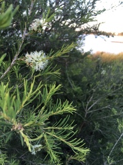 Melaleuca rhaphiophylla