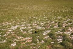 Bosnian Pine (Pinus heldreichii)