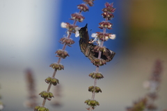 Cycloglypha thrasibulus