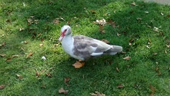 Cairina moschata domestica