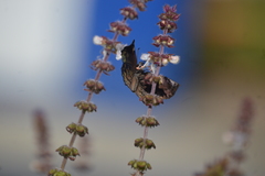 Cycloglypha thrasibulus