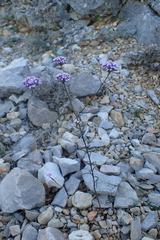 Iberis linifolia violletii