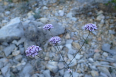Iberis linifolia violletii