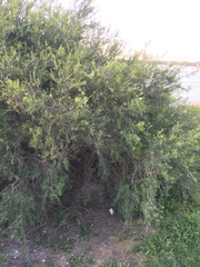 Melaleuca rhaphiophylla