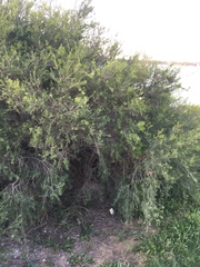 Melaleuca rhaphiophylla