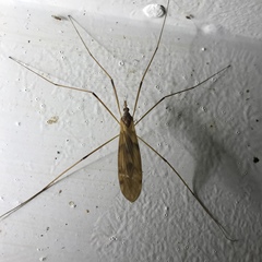 Tipula ultima