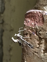 Lineodes
