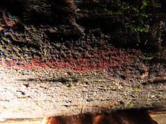 Dialonectria episphaeria