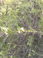 Melaleuca rhaphiophylla