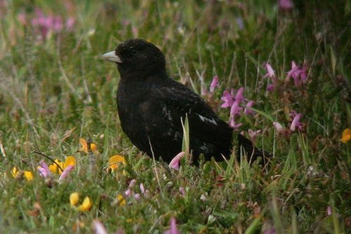 Black Lark, Wales, GB, photo 6 of 10