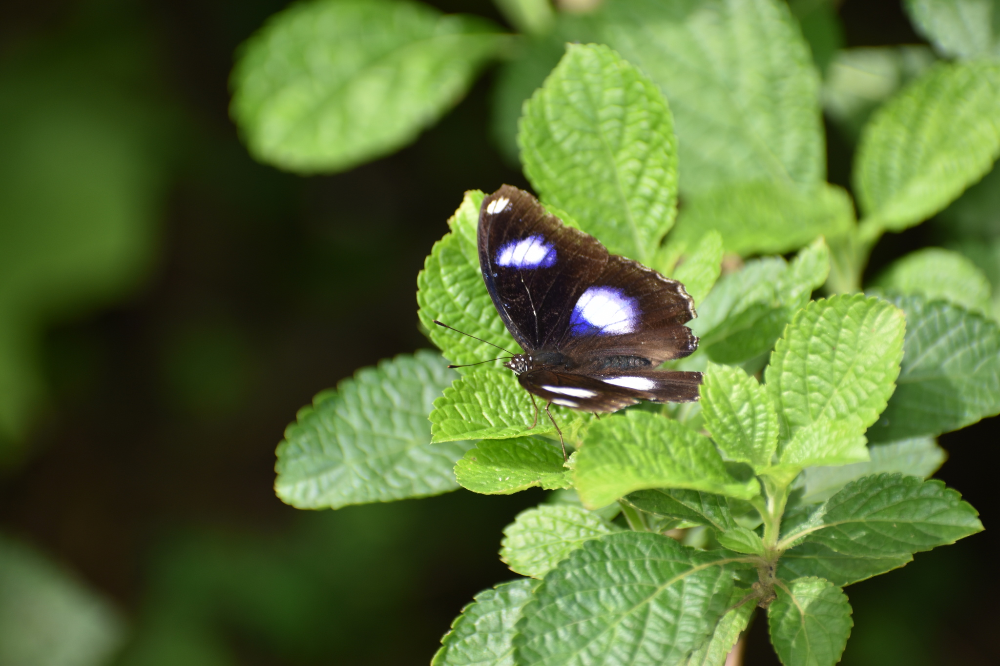 Great Eggfly