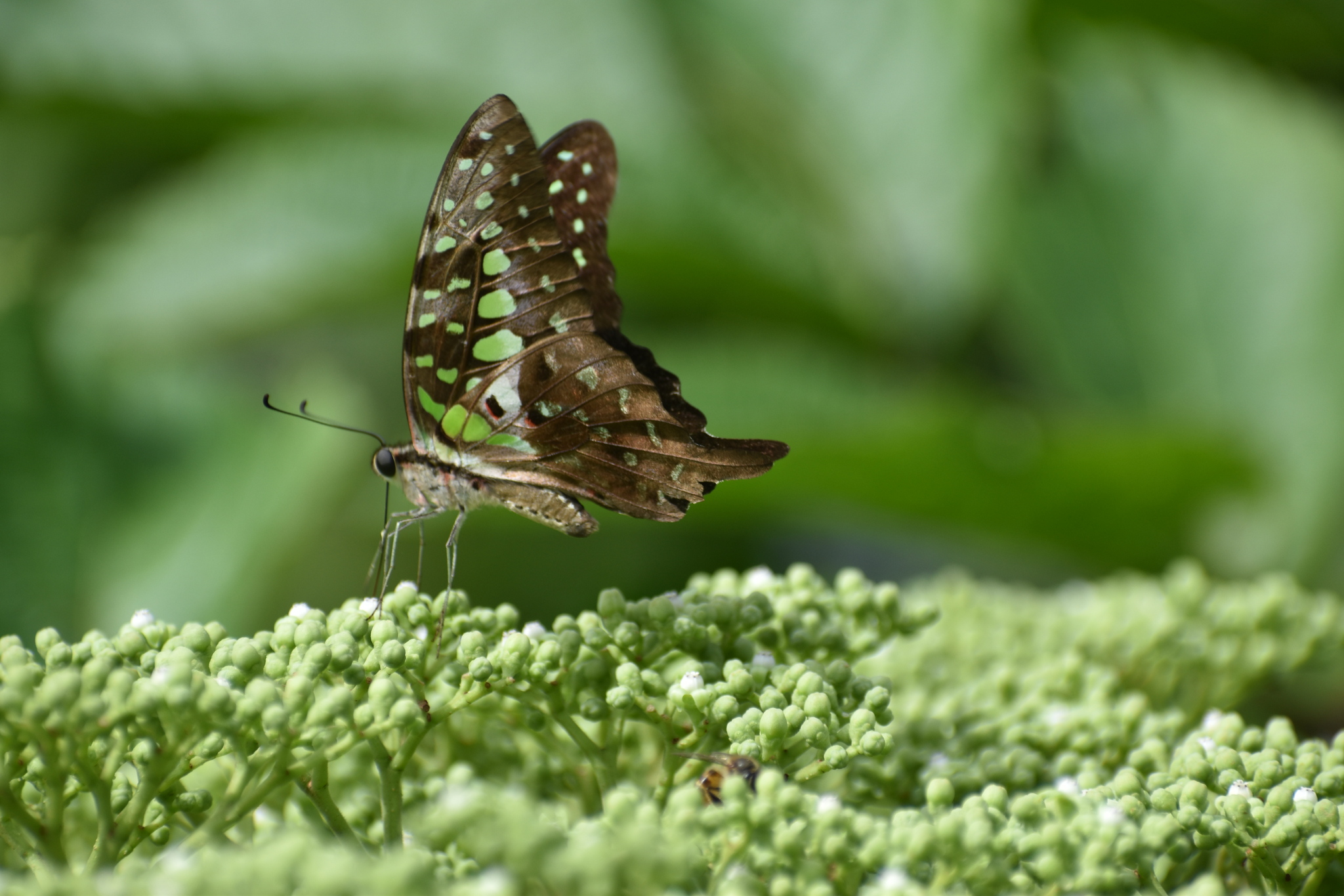 Tailed Jay