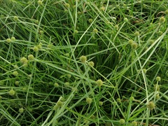 Cyperus brevifolioides