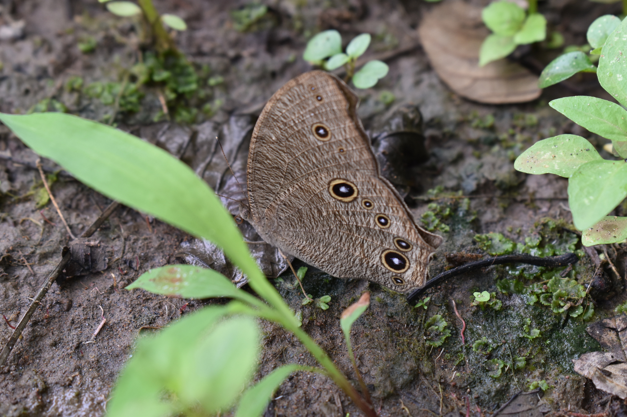 Common Evening Brown