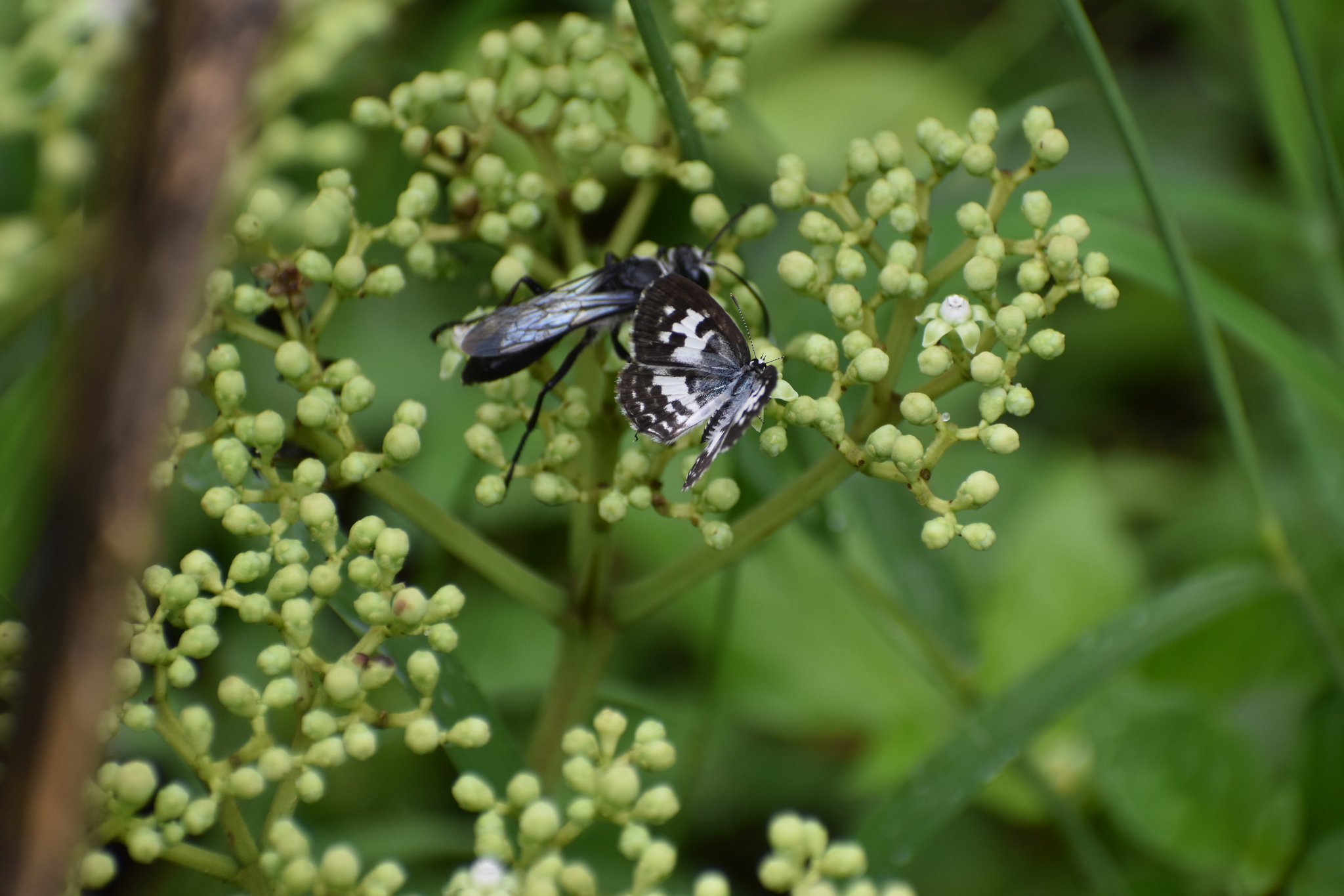 Common Pierrot