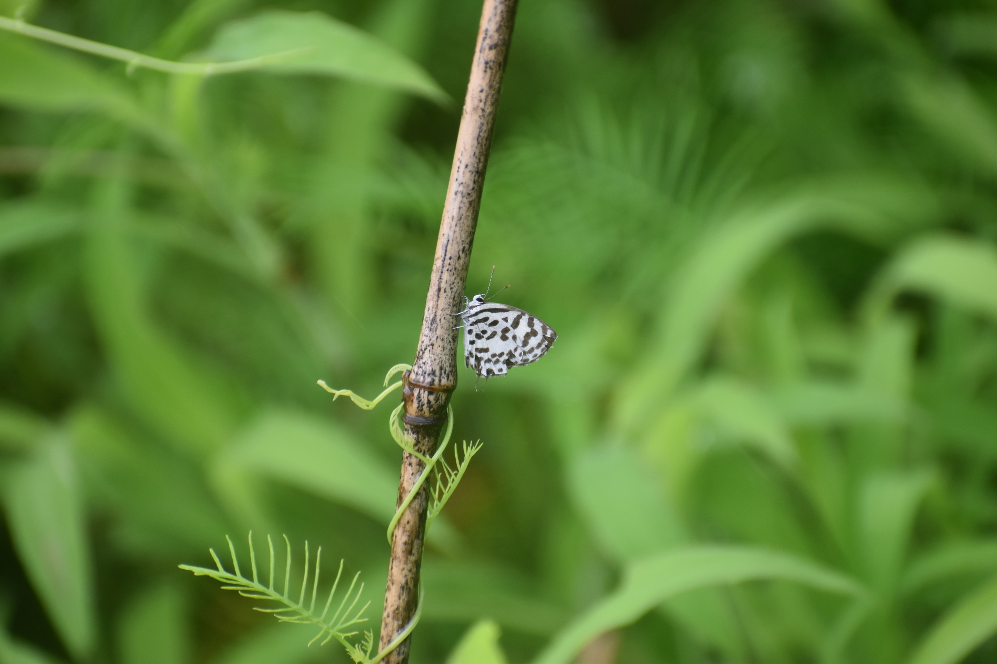Common Pierrot