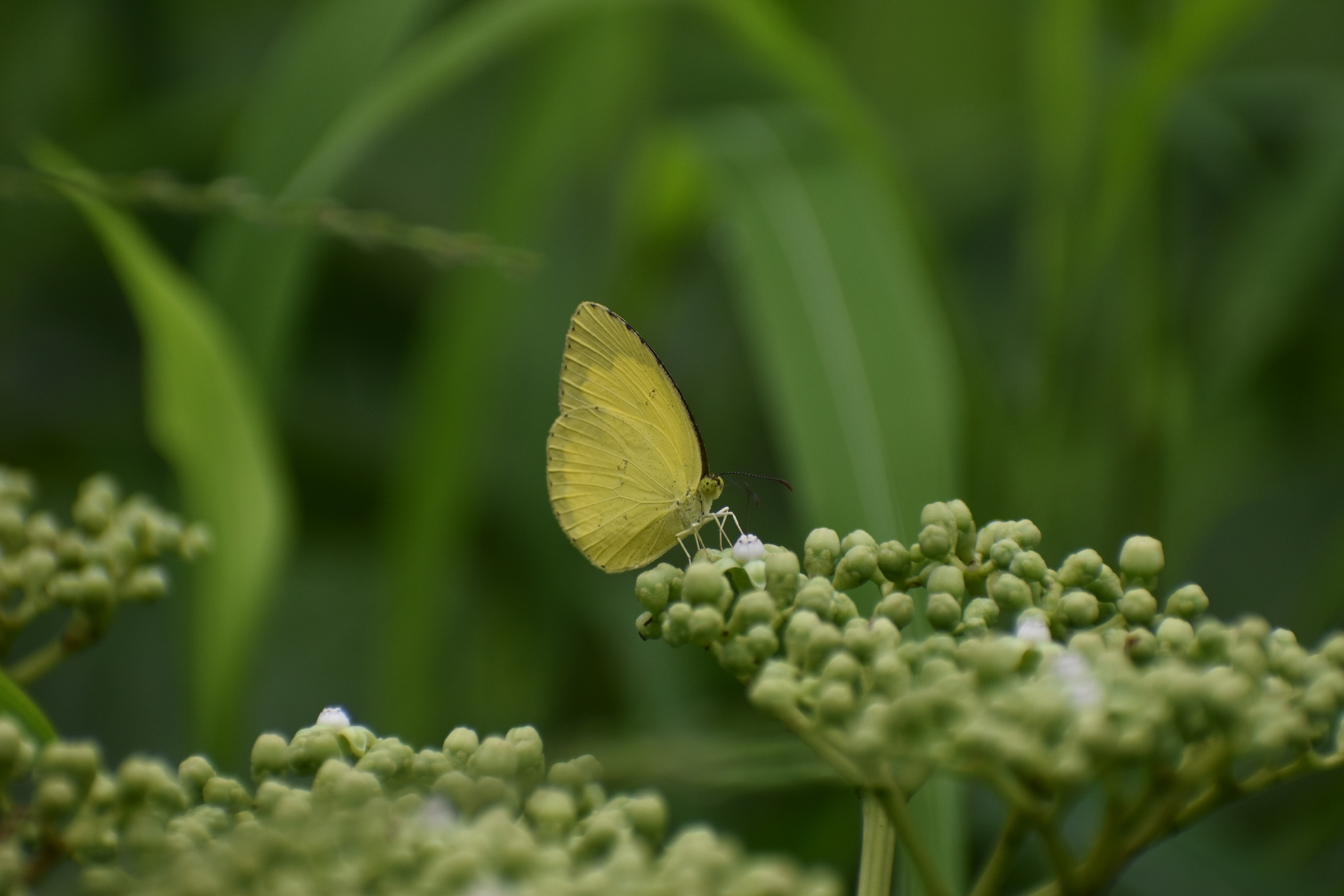Common Grass Yellow