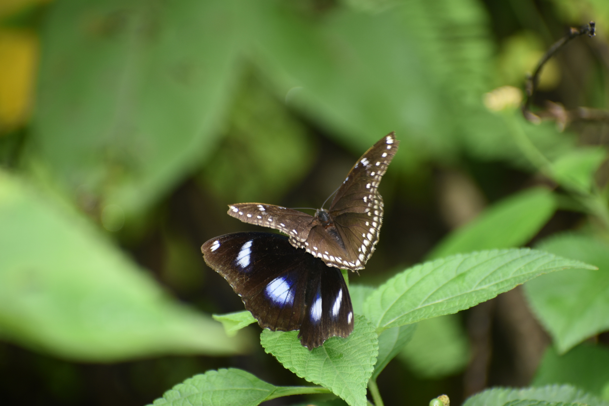 Great Eggfly