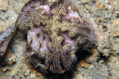 Microcyphus rousseaui image