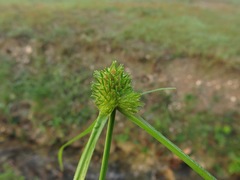 Cyperus metzii