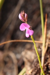 Indigofera ovata