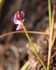 Indigofera ovata