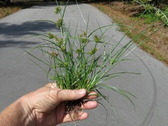 Cyperus retroflexus