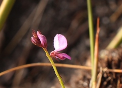 Indigofera ovata