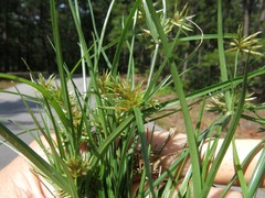 Cyperus retroflexus