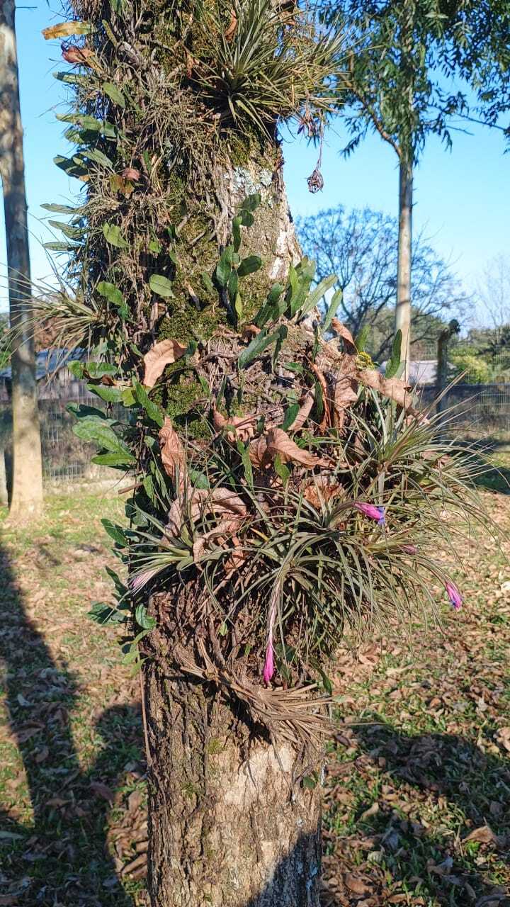 Tillandsia aeranthos