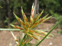 Cyperus retroflexus