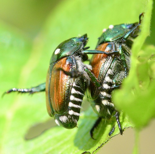 Winsome Fly photo 3