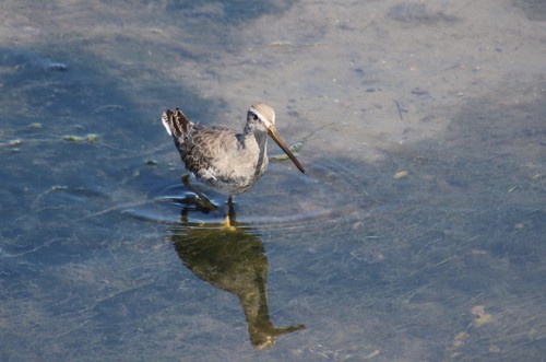 Agujeta gris (Limnodromus griseus)