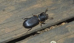 Odontotaenius