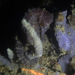 Observation photo