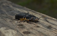 Odontotaenius