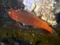 Cyprinocirrhites polyactis