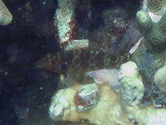 Amblycirrhitus bimacula