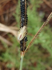 Oebalus