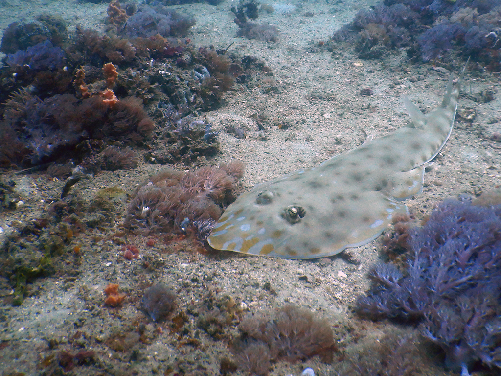 Zanzibar Guitarfish