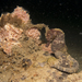 Observation photo