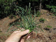 Eleusine tristachya