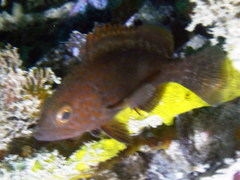 Epinephelidae