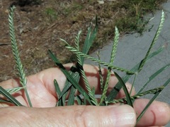 Eleusine tristachya